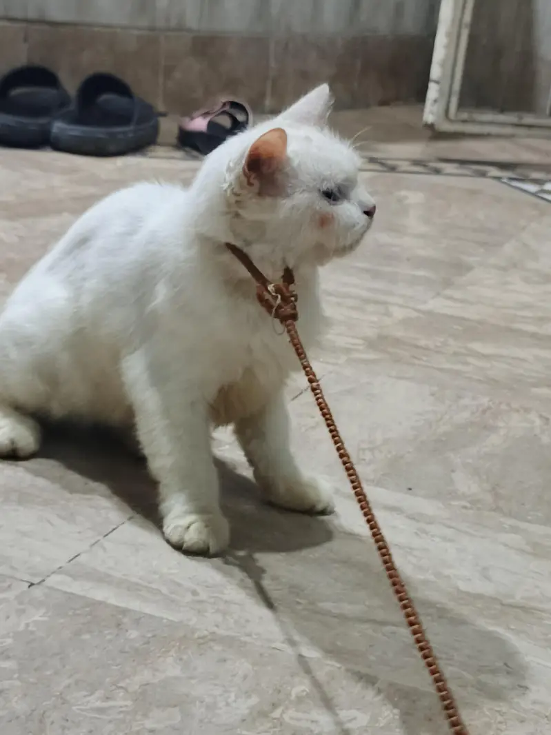 Persian cat baby — photo 4