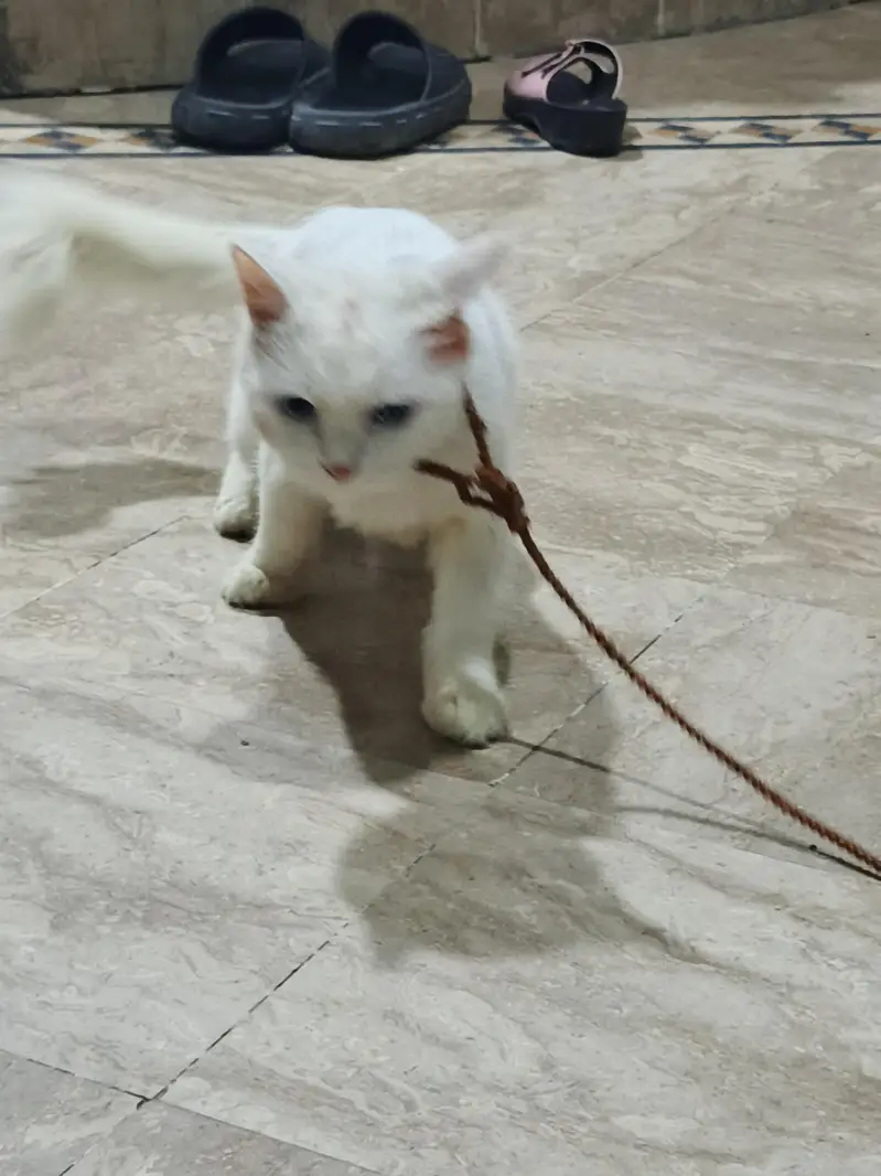 Persian cat baby — photo 5