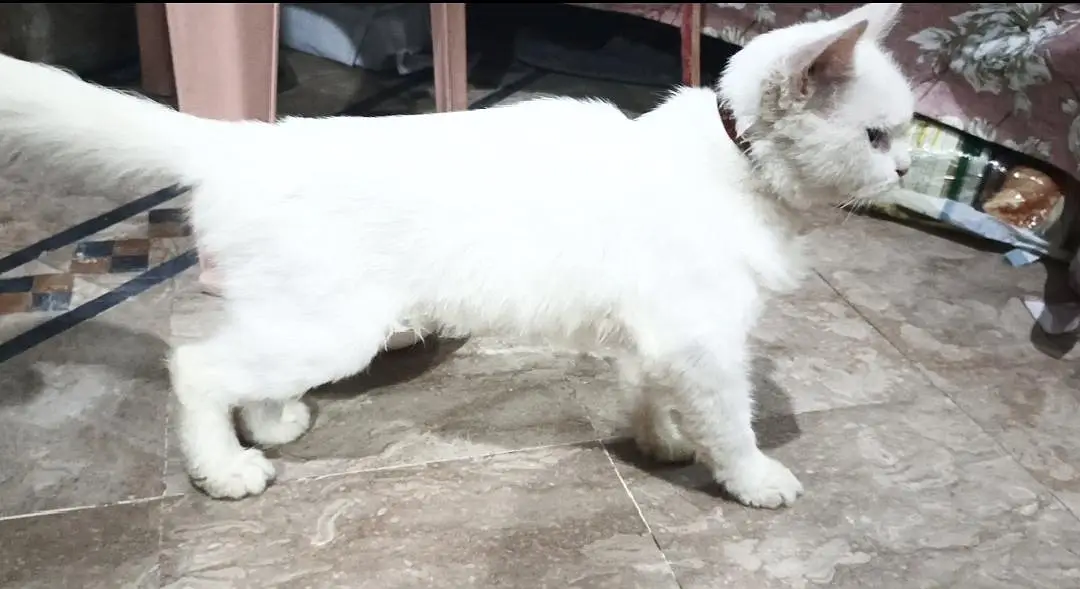 Persian cat baby — photo 6