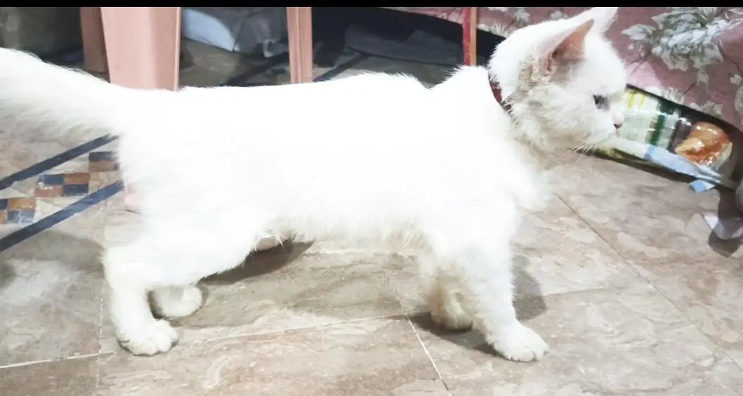 Persian cat baby — photo 7