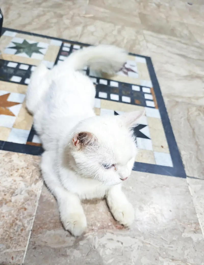 Persian cat baby — photo 8