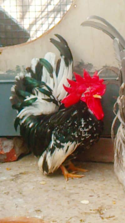 Japanese Quality Breeder and Chicks available Back Mottled Japanese