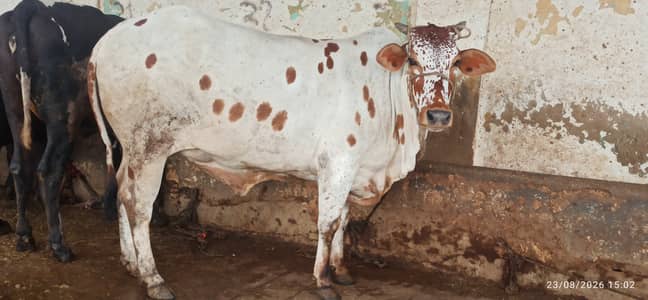 Bachri for sale