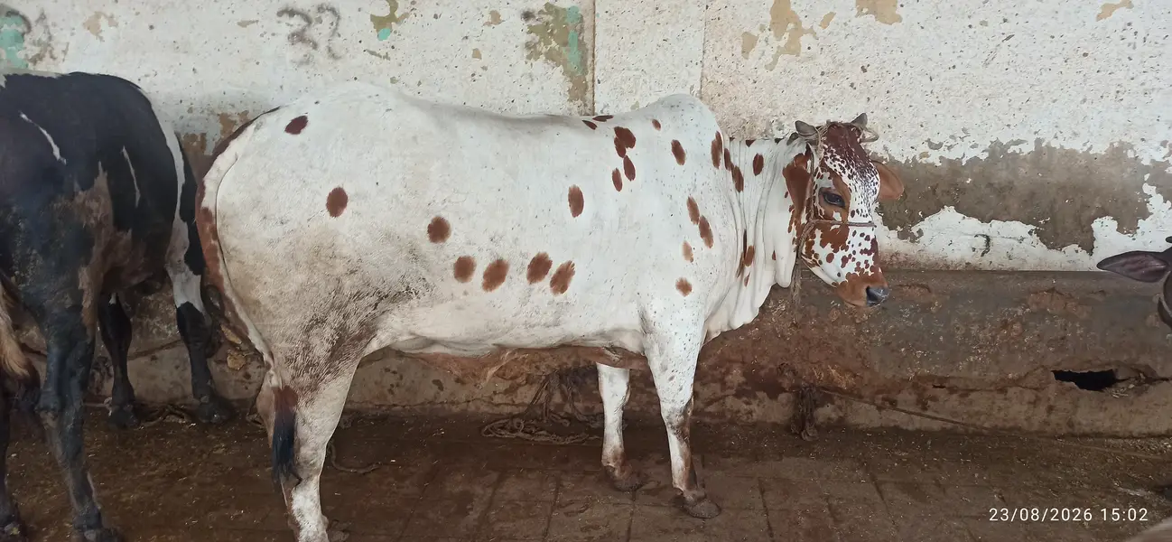 Bachri for sale — photo 2