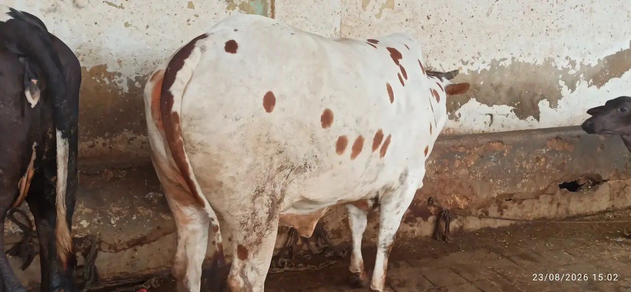 Bachri for sale — photo 3