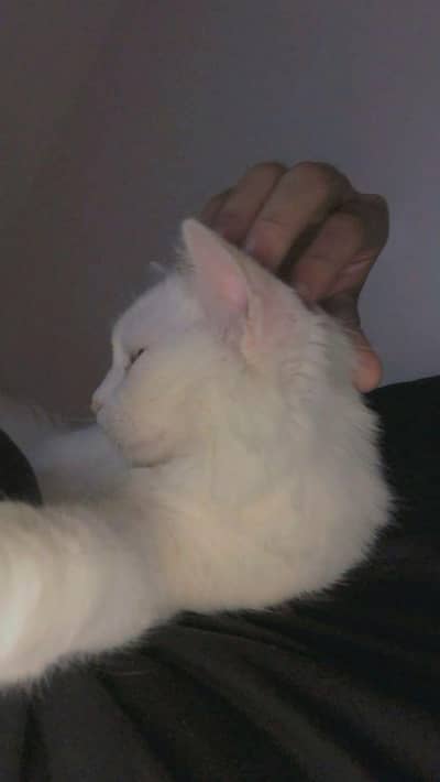 Turkish Angora Kitten | Male | Imported Cat