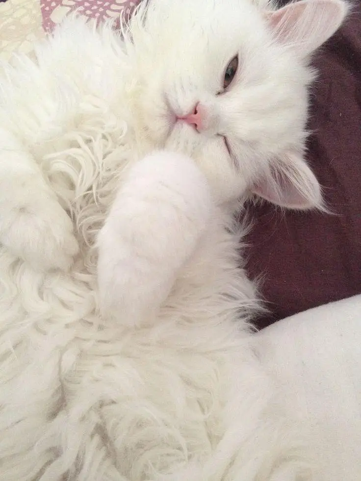 Turkish Angora Kitten | Male | Imported Cat — photo 2