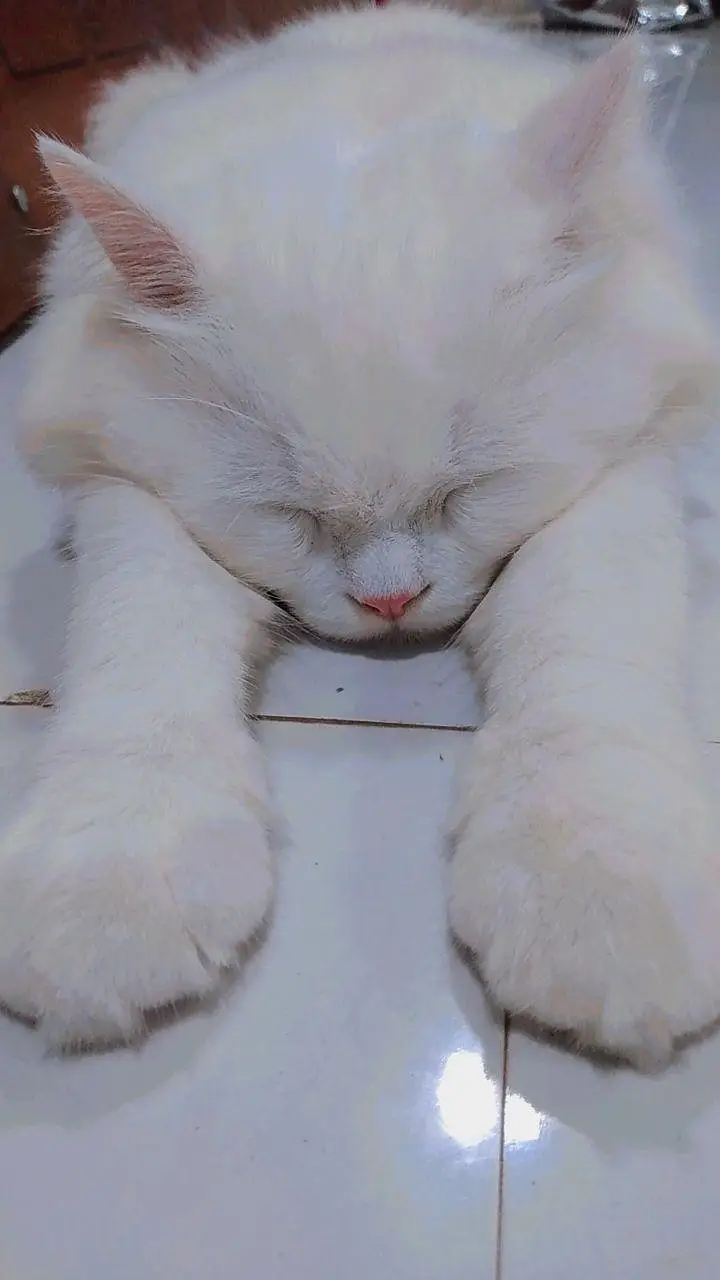 Turkish Angora Kitten | Male | Imported Cat — photo 3
