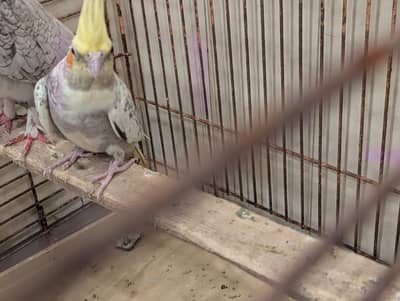 Healthy Pearl Cockatiel