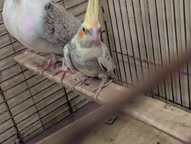 Healthy Pearl Cockatiel — photo 2