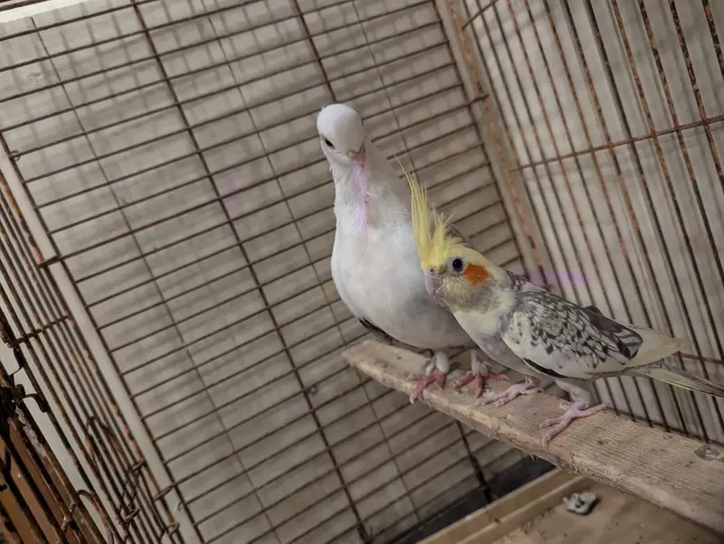 Healthy Pearl Cockatiel — photo 3