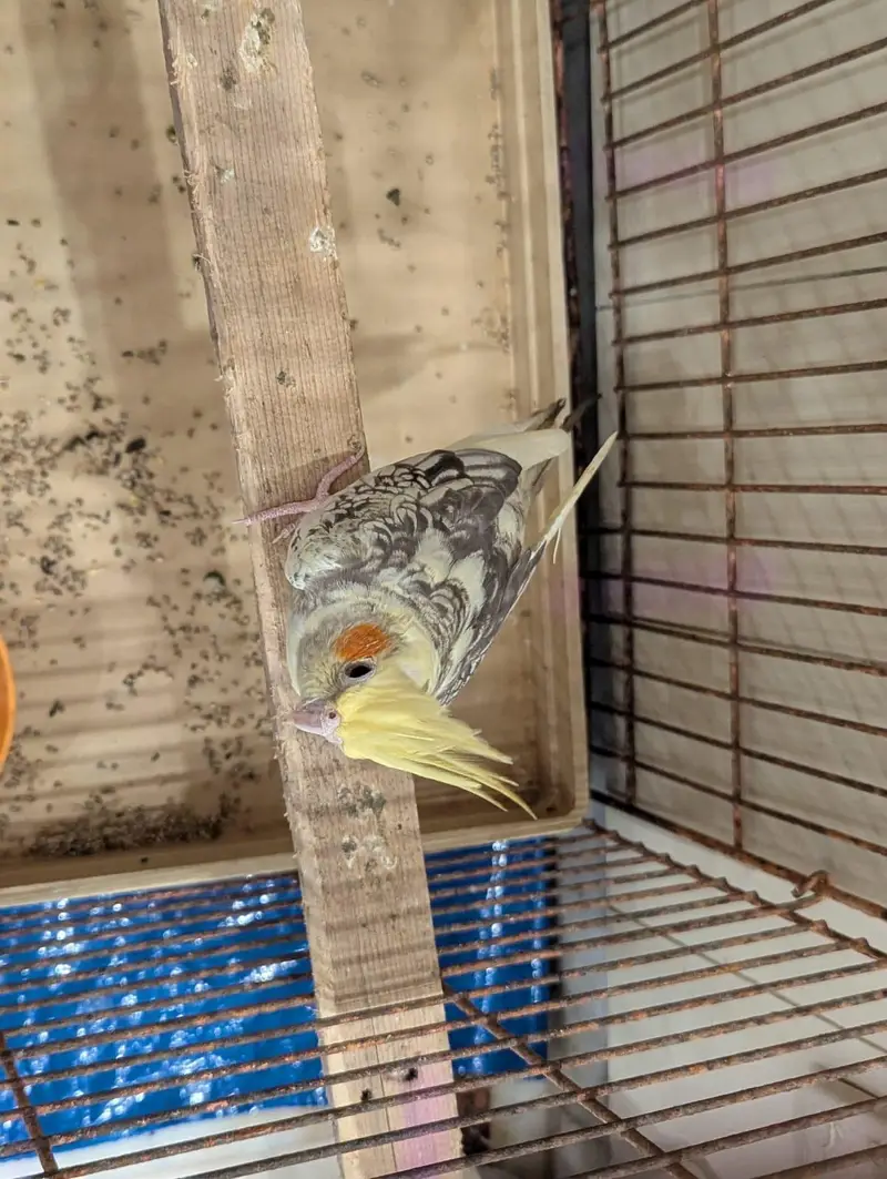 Healthy Pearl Cockatiel — photo 4