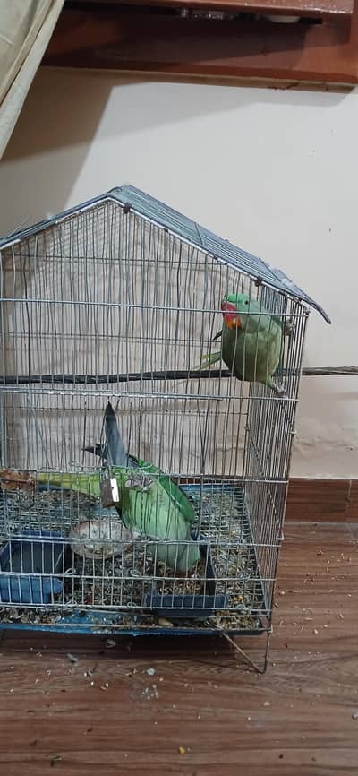 Pair Raw Parrot 2 years
