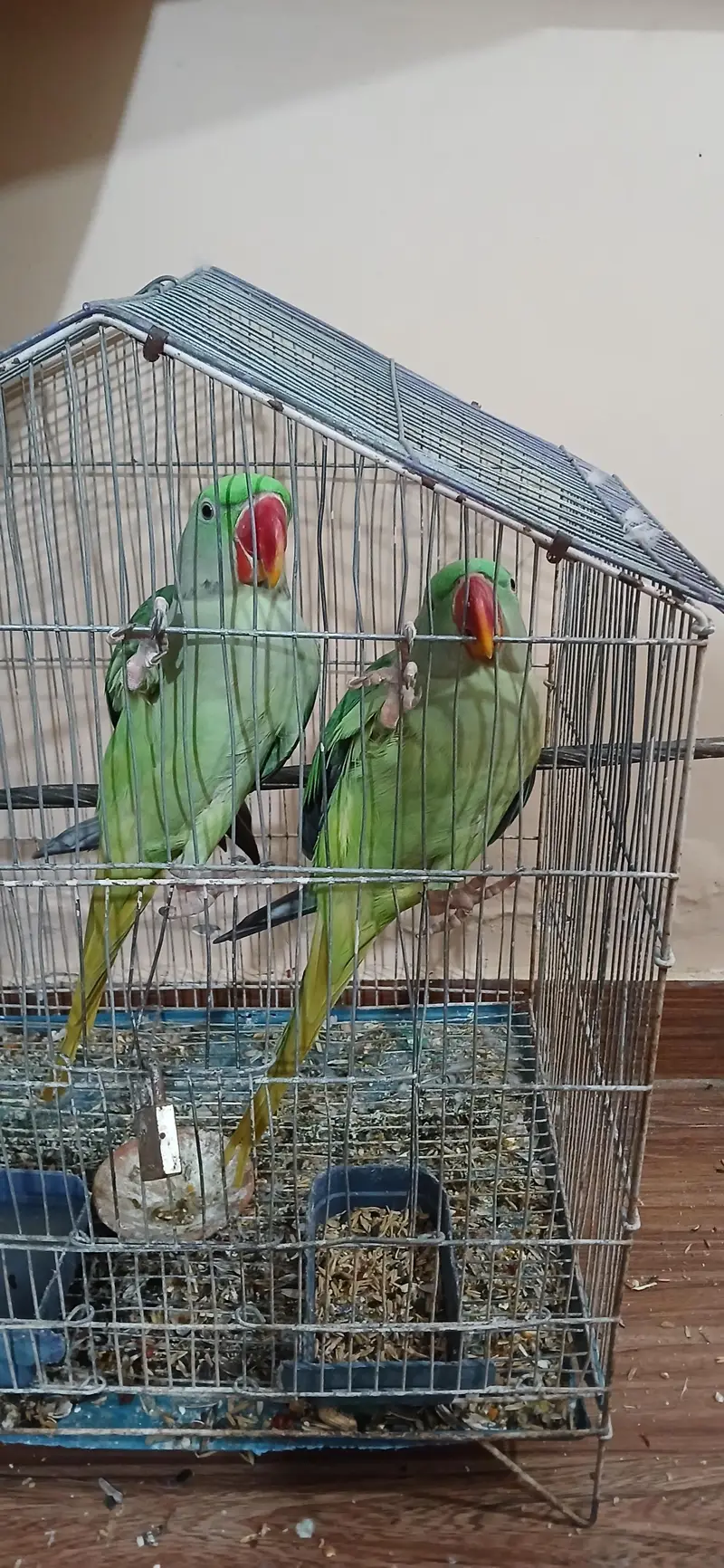 Pair Raw Parrot 2 years — photo 2