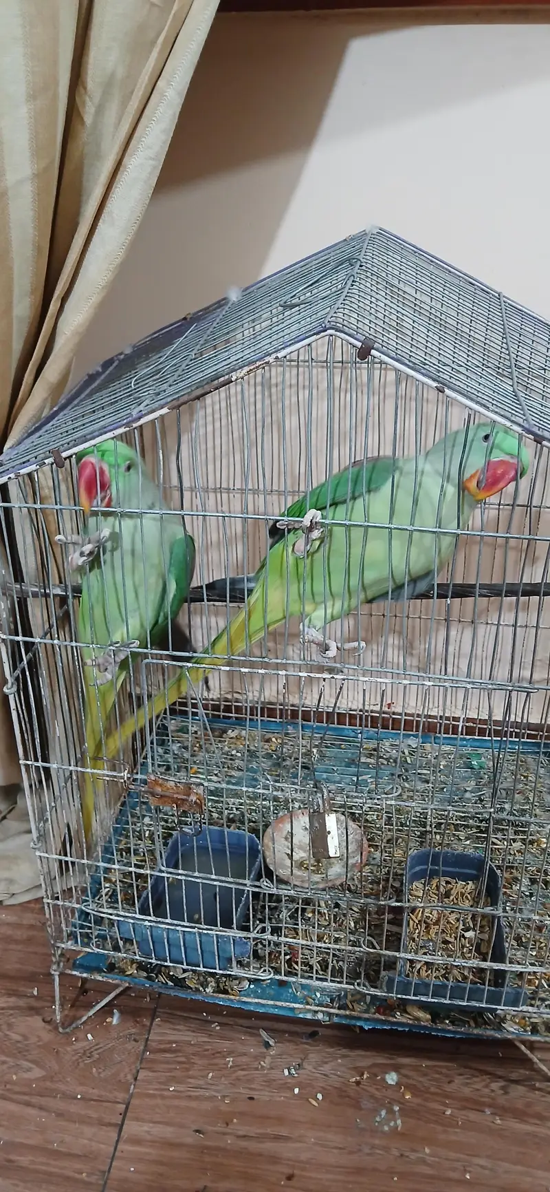 Pair Raw Parrot 2 years — photo 3