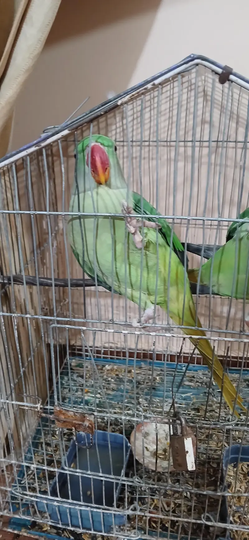 Pair Raw Parrot 2 years — photo 4