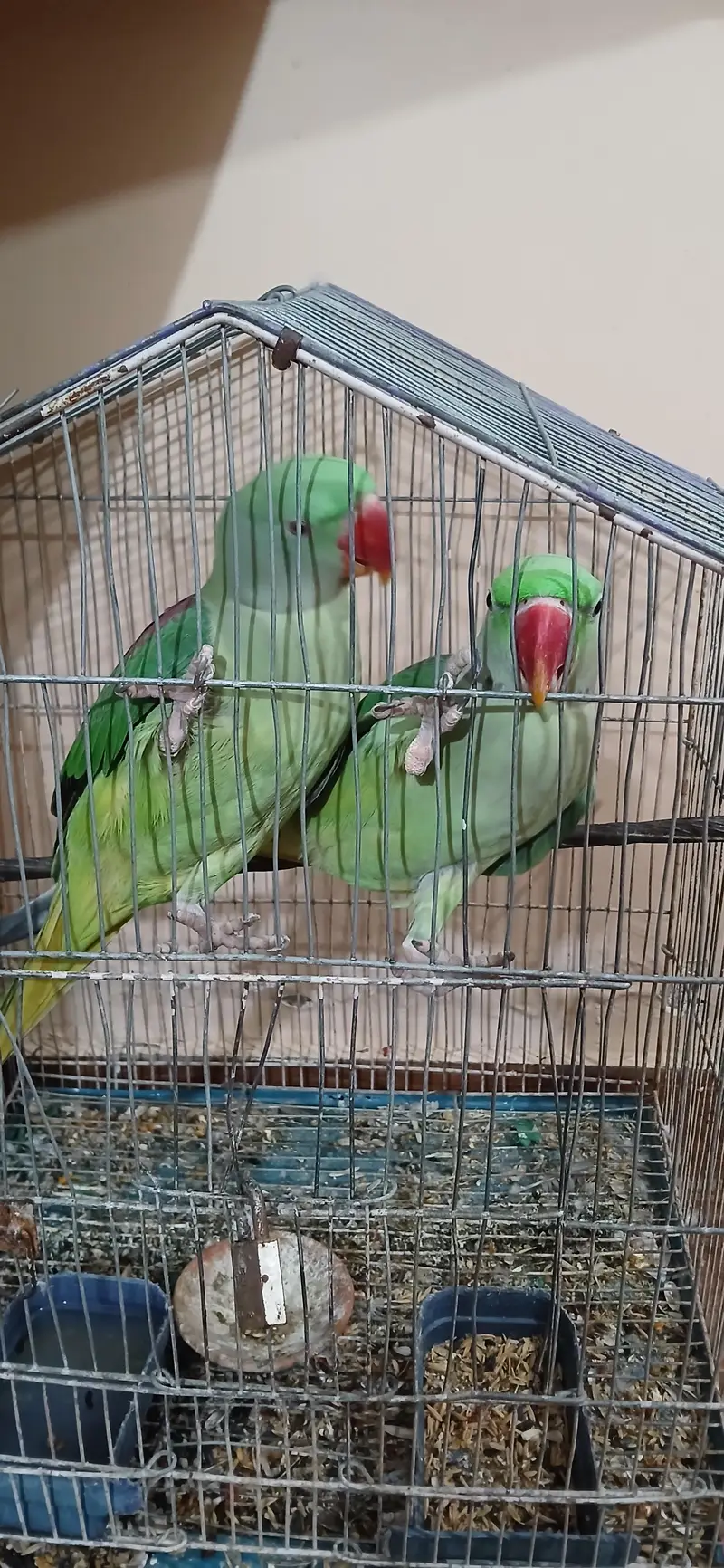 Pair Raw Parrot 2 years — photo 5
