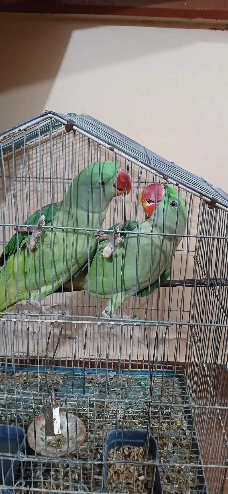 Pair Raw Parrot 2 years — photo 6