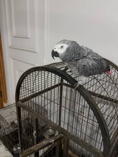 African Grey for sale