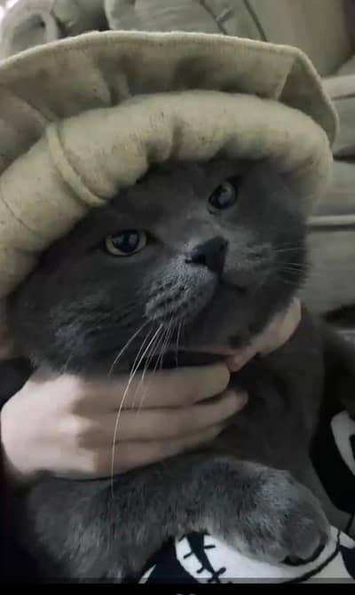 beautiful Grey British short hair cat  