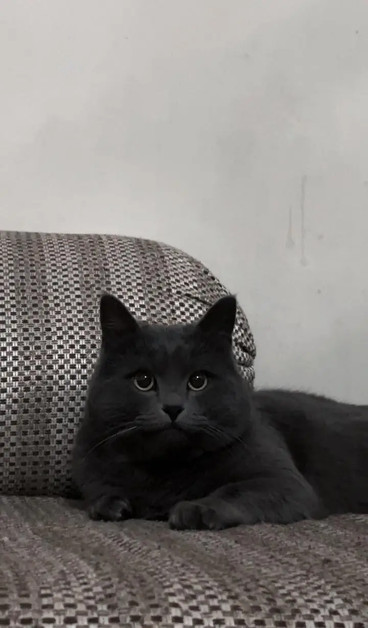 beautiful Grey British short hair cat   — photo 2