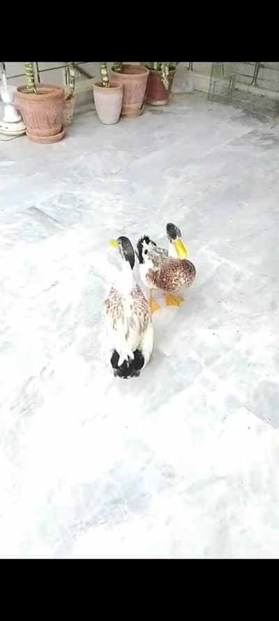 aseel hens and duck