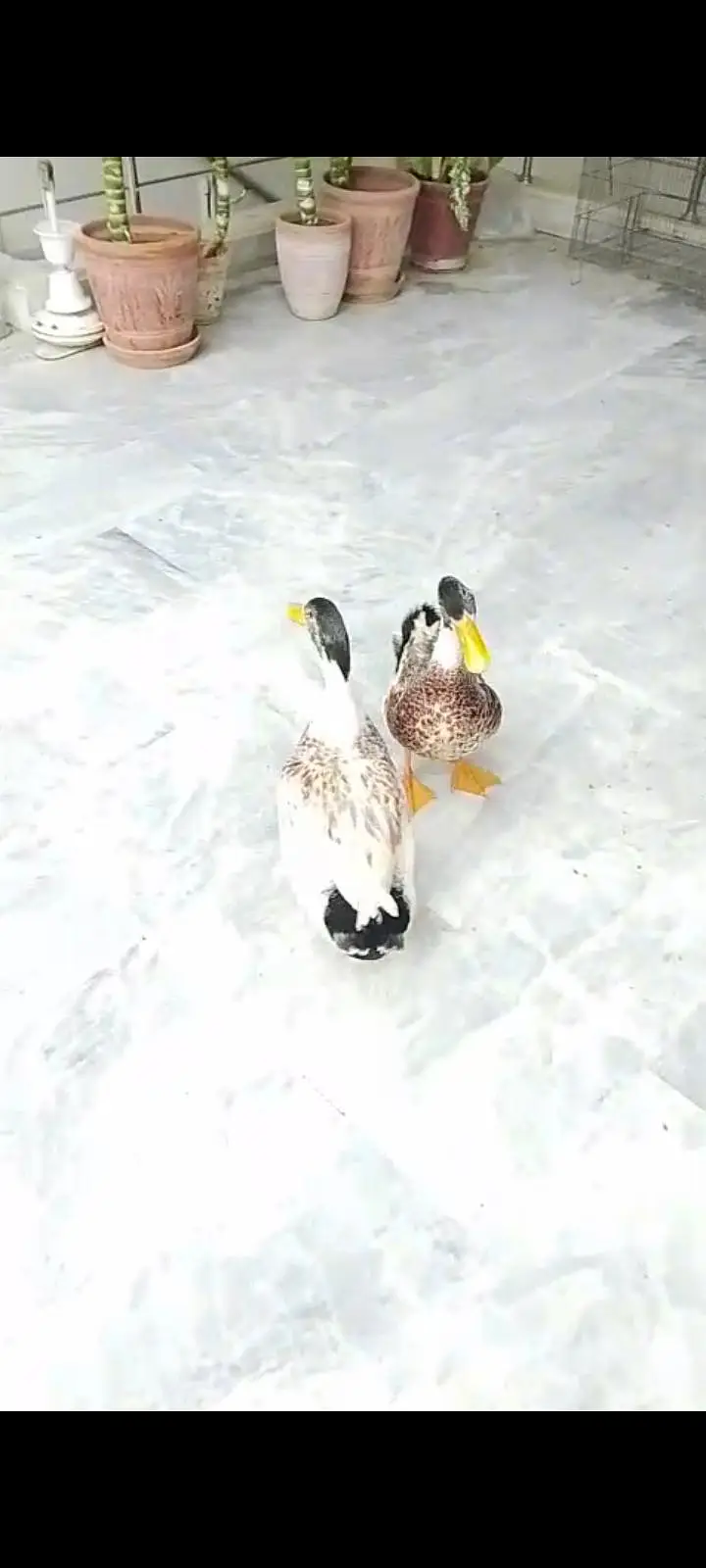 aseel hens and duck — photo 3