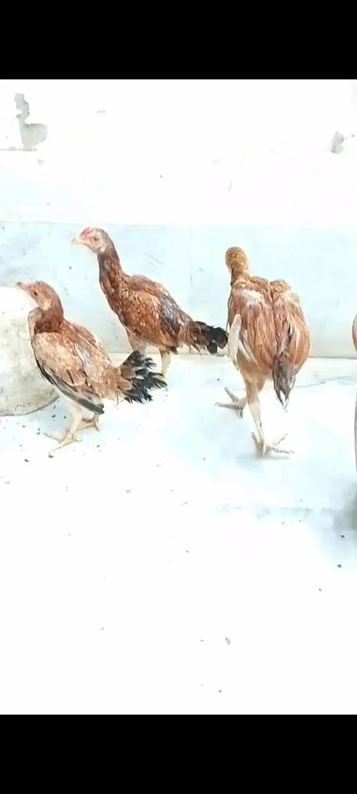 aseel hens and duck — photo 6