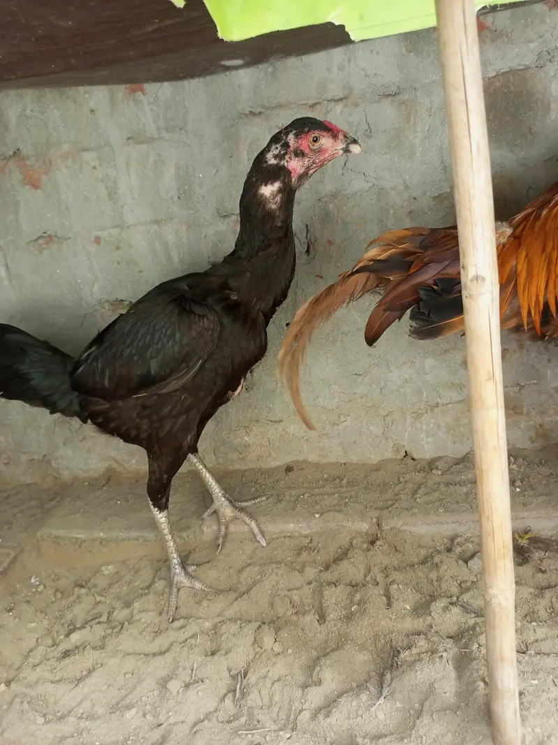 pure aseel 2male 1female — photo 2