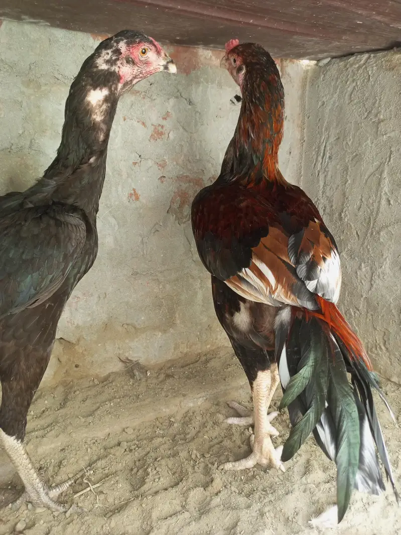 pure aseel 2male 1female — photo 3