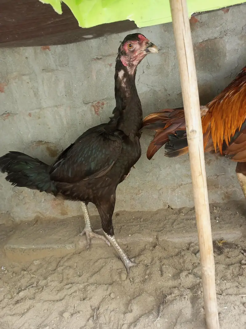 pure aseel 2male 1female — photo 4