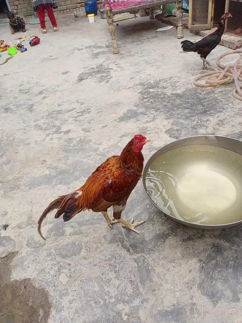 pure aseel 2male 1female — photo 5