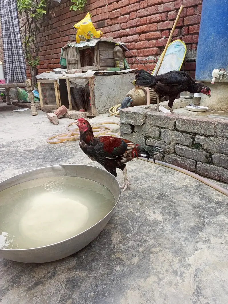 pure aseel 2male 1female — photo 6