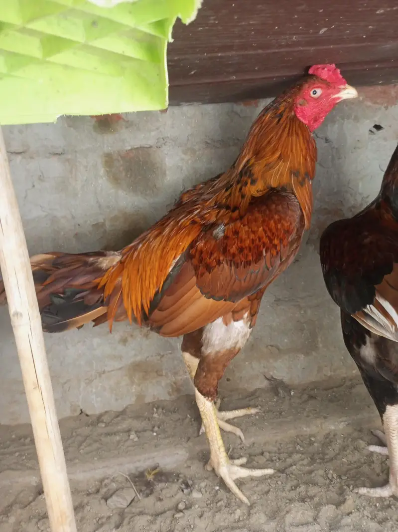 pure aseel 2male 1female — photo 7
