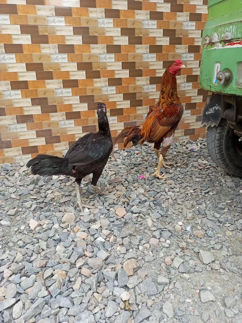 pure aseel 2male 1female — photo 9