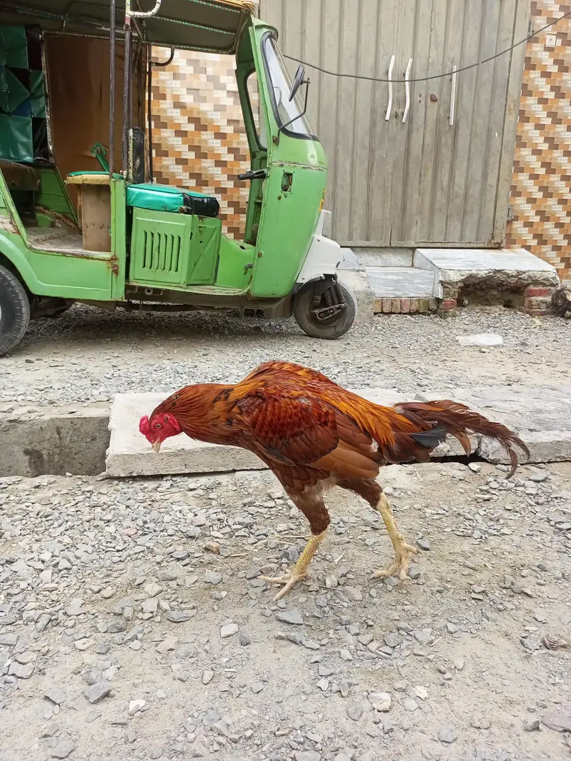 pure aseel 2male 1female — photo 10