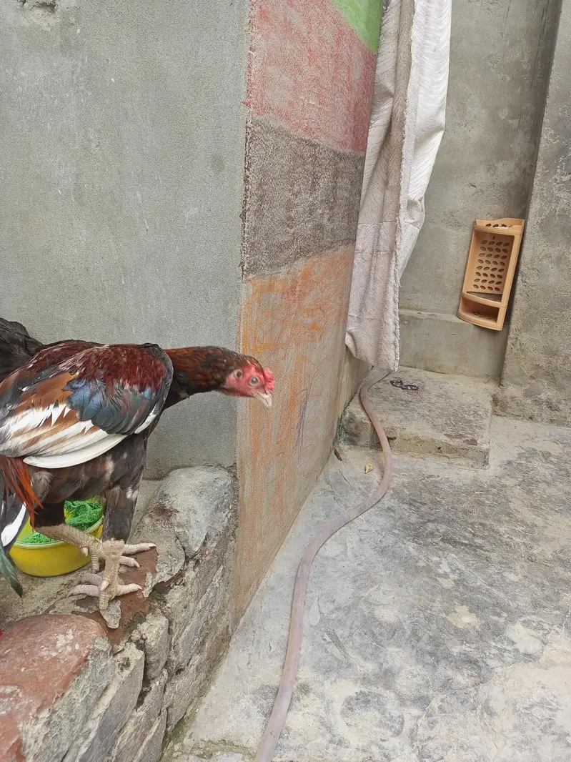 pure aseel 2male 1female — photo 11
