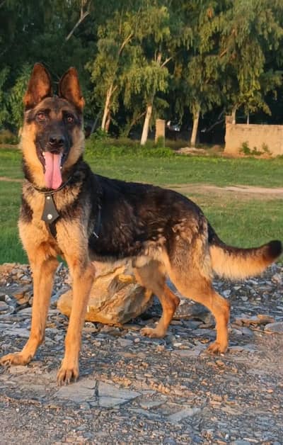 Alsatian Bighyari male full security guardian age 10 month for sale