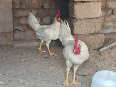 2 males for sale
