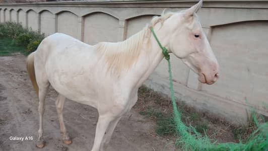 Ghori for sale