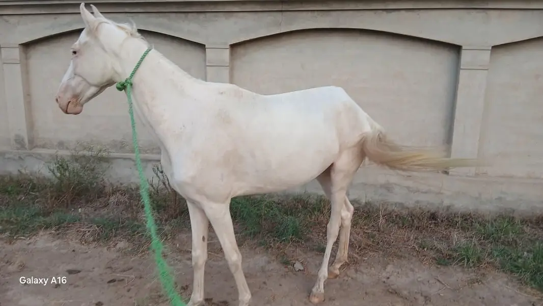Ghori for sale — photo 3