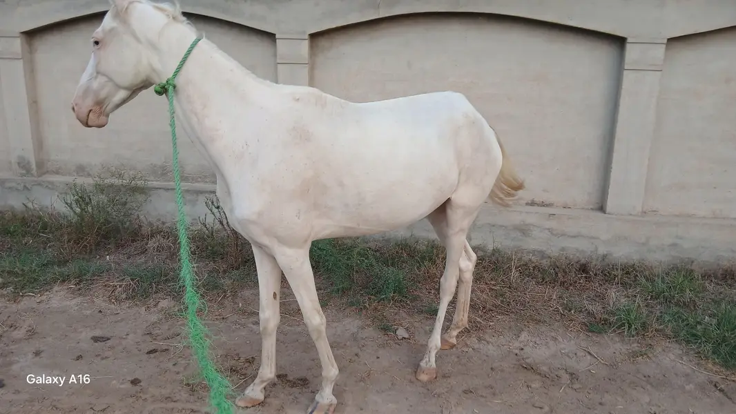Ghori for sale — photo 4