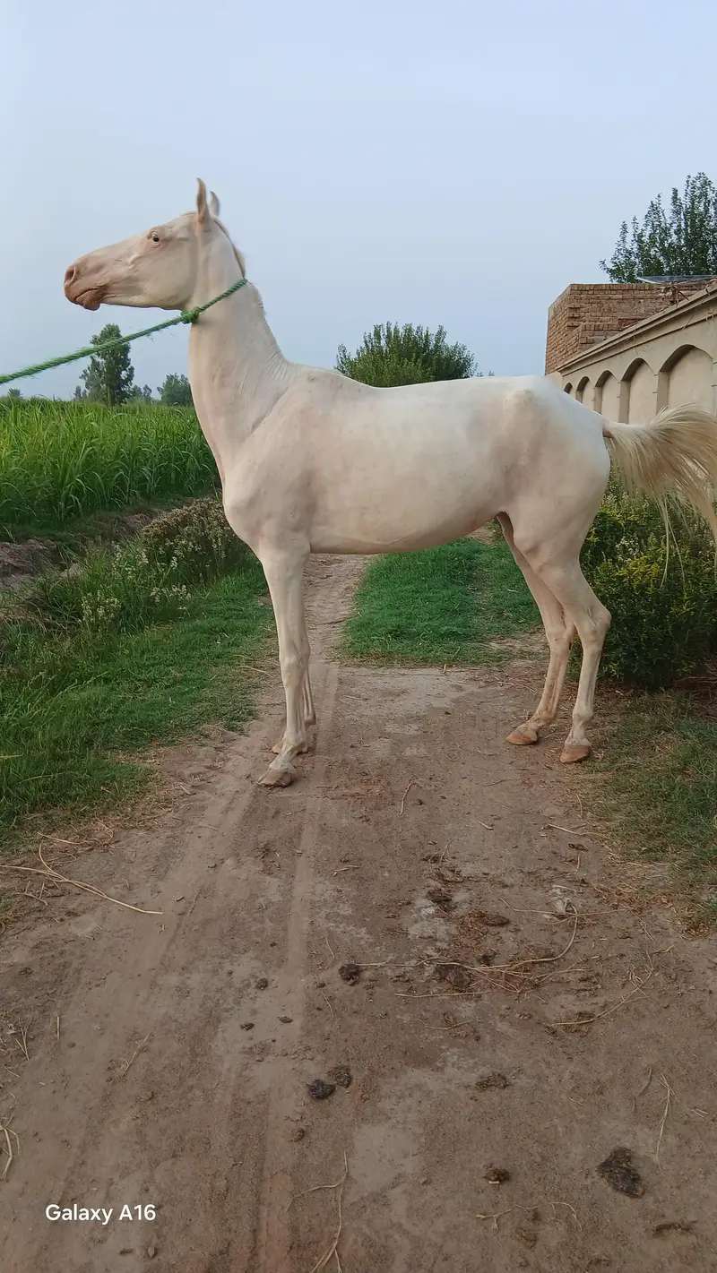Ghori for sale — photo 6