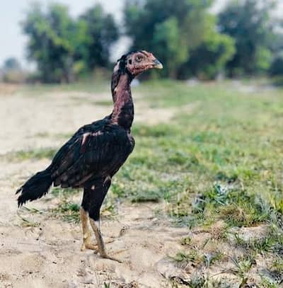 Aseel Muskhy Chicks