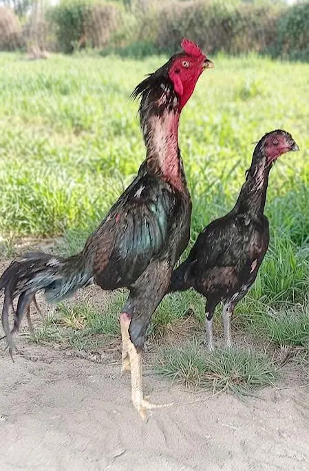 Aseel Muskhy Chicks — photo 3