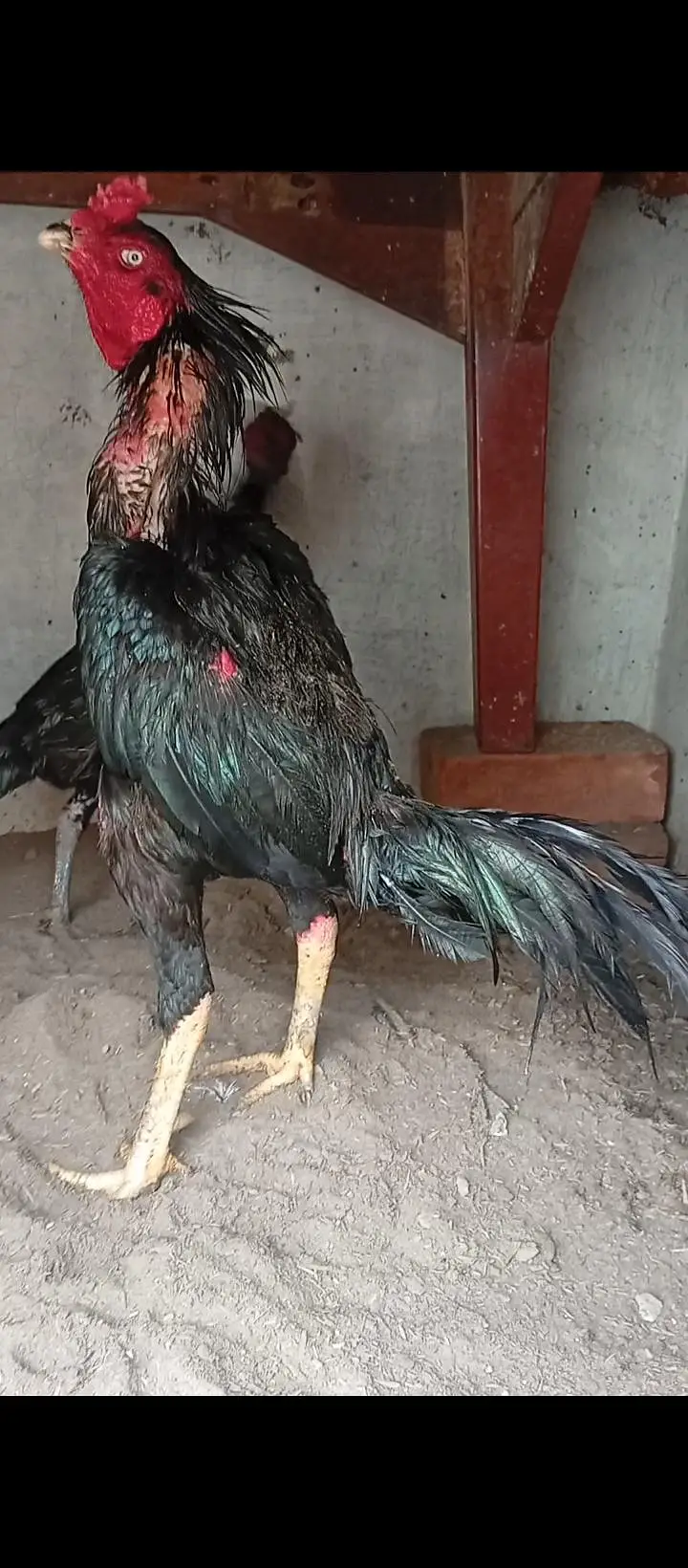 Aseel Muskhy Chicks — photo 4