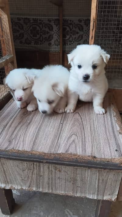 Puppies for sale