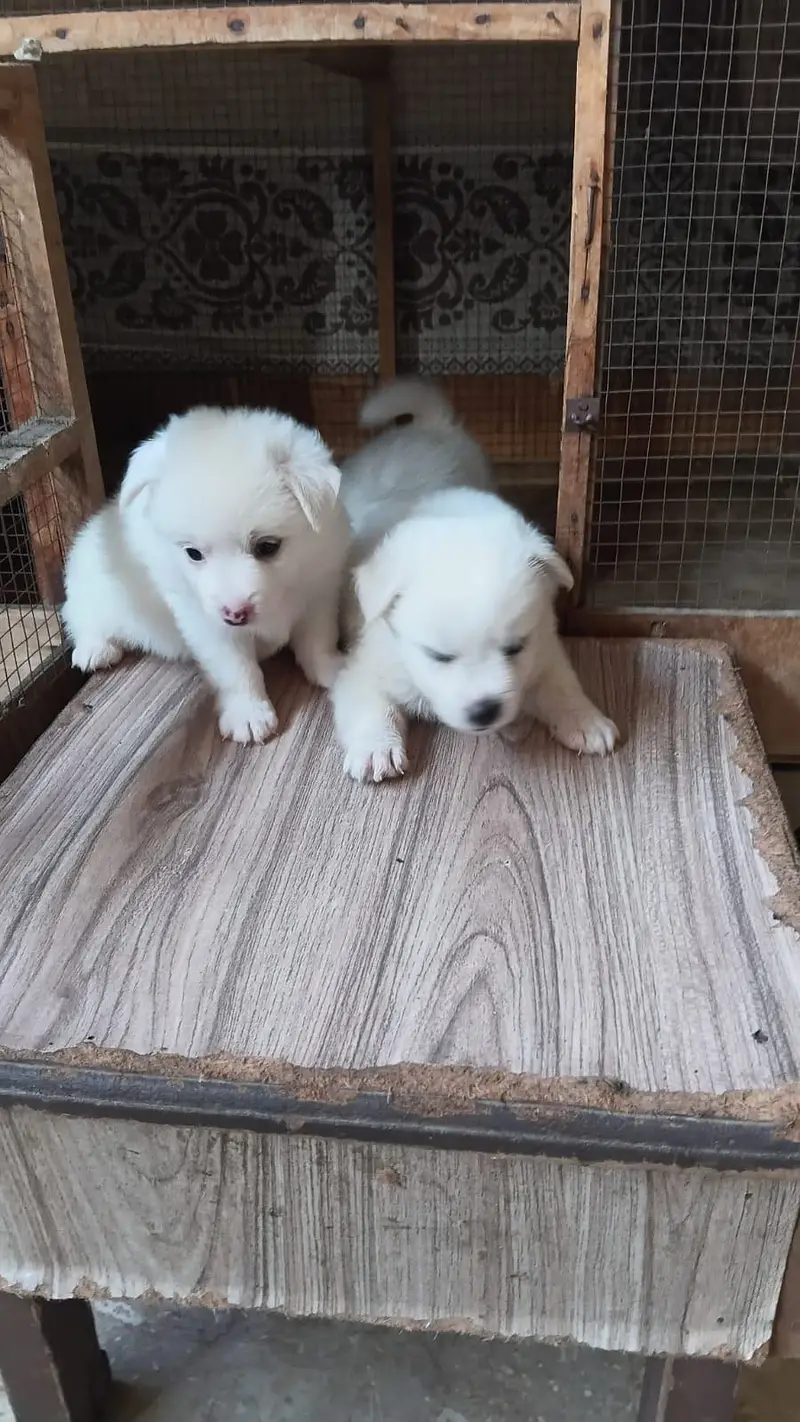 Puppies for sale — photo 2