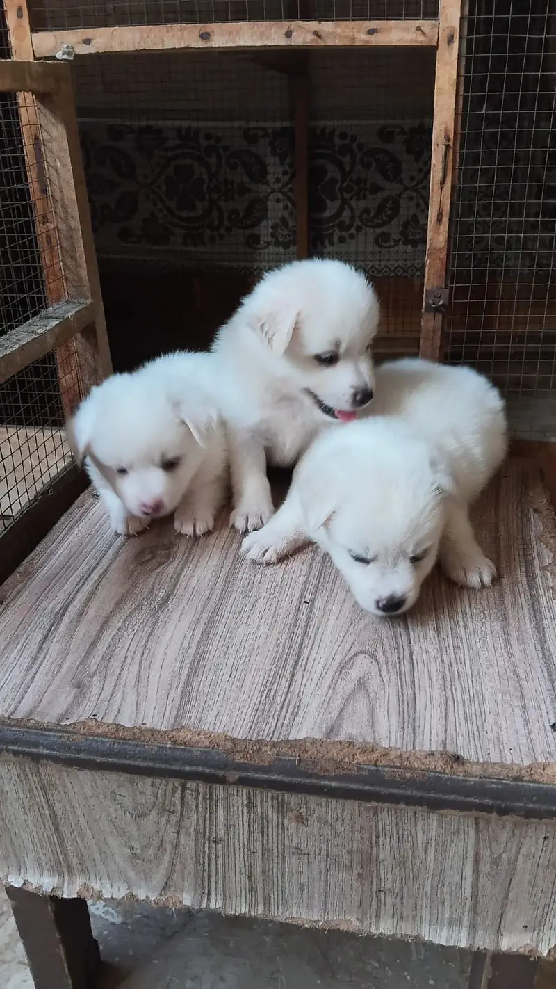 Puppies for sale — photo 3