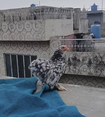 blue molted  bantam female